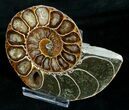 Cut & Polished Desmoceras Ammonite (Half) - #5392-2